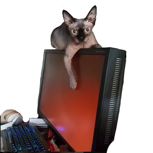 gatto, gatto, sphinx cat, laptop chihuahua, sfinge canadese cat