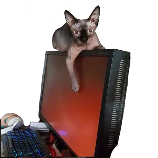 der kater, katze, sphinx katze, chihuahua laptop, kanadische sphinx katze