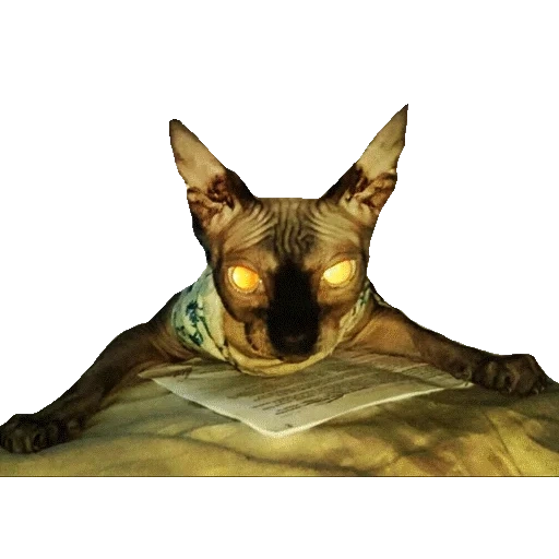 sfinge, sphinx cat, sphinx cat, crazy cat sphinx, sfinge canadese cat