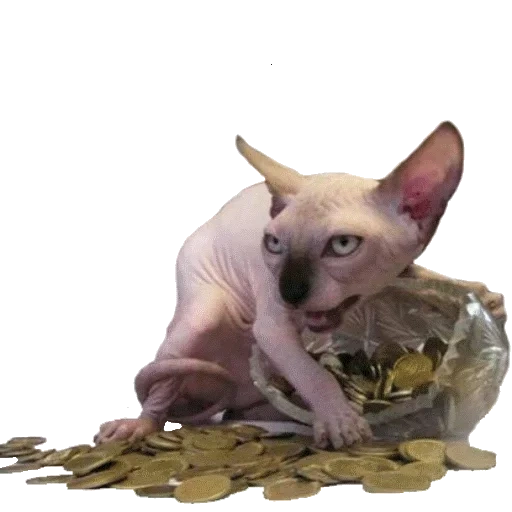 cat greed, bald cat has money, cry when you get paid