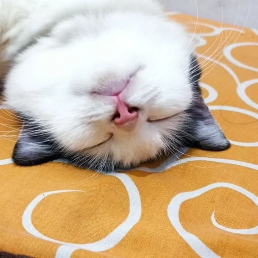 gatto, gatti, gatti, cat snupi addormentato, il gatto addormentato è divertente