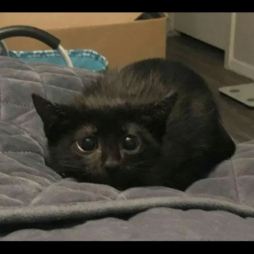 kucing, kucing hitam, kucing hitam, kucing hitam takut, berbicara teman tom