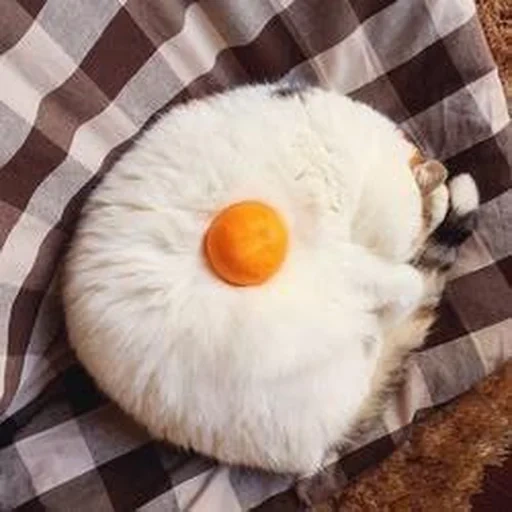 telur orak arik, telur 33, telur kucing, telur goreng, telur halus