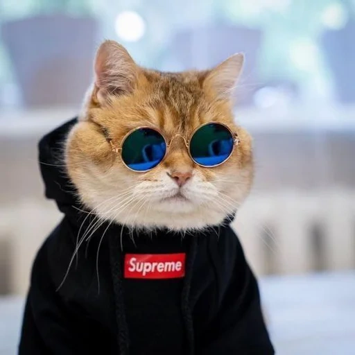 cat, the cat is funny, cat supme, cool cats, supreme cat