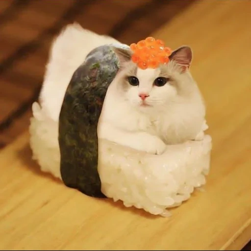 sushi cat, sushi, cat rolls, sushi blague, mème de rouleau de chat