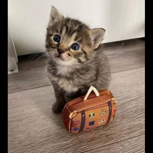 der kater, katze, die katze ist ein koffer, süße katzen sind lustig, charmante kätzchen