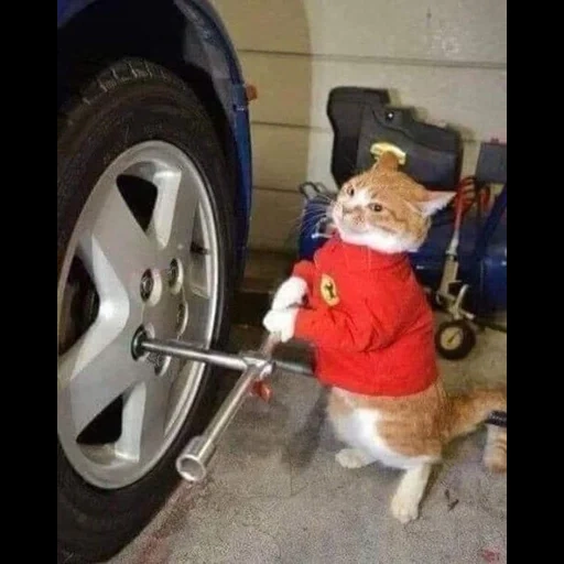 kucing, karantina kucing, kucing lucu 2021, bercanda kucing lucu, kucing mengendarai mesin