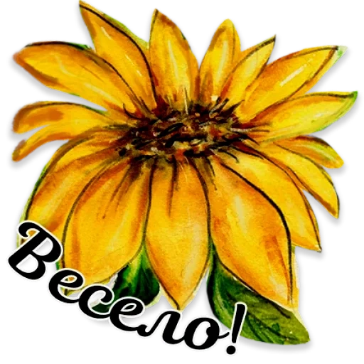 bunga matahari, kami menggambar bunga matahari, sunflower clipart, gambar bunga matahari, bunga bunga matahari