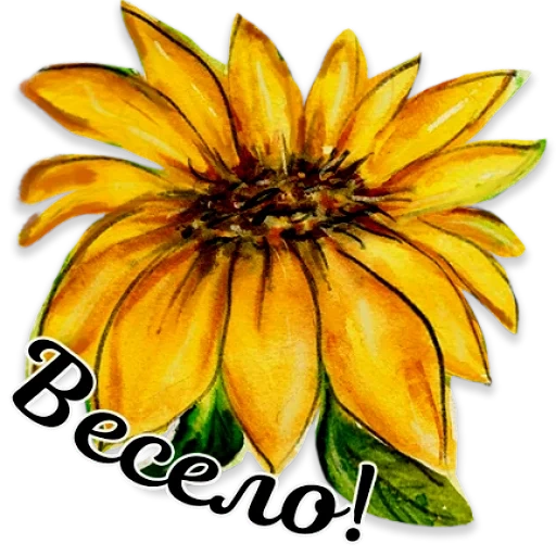 sunflower, we draw sunflower, sunflower clipart, sunflower picture, sunflower flower