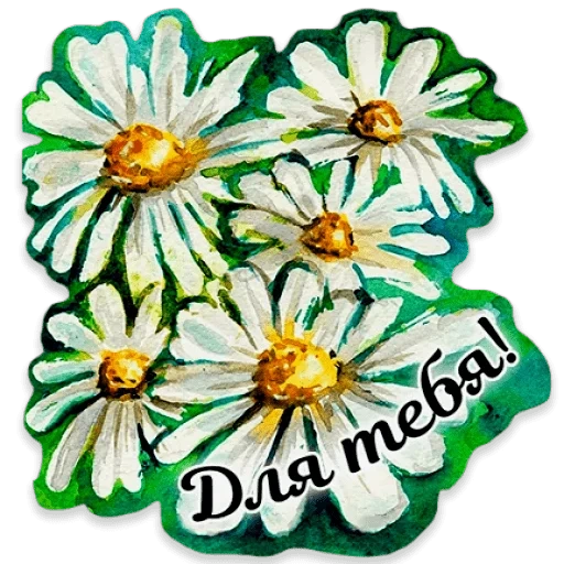 camomila, cartão, camomila camomila, daisies volumétricos, cartão postal de camomila