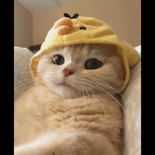 cute cat, lovely seal, sally weibo cat, cat and duck, cute cats are funny