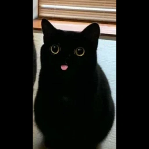 chat noir, chat noir, chat noir avec une langue, mèmes avec un chat noir