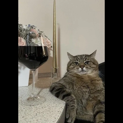 gato, alcohol para gatos, gato stepan, video musical, un vaso de vino stepan