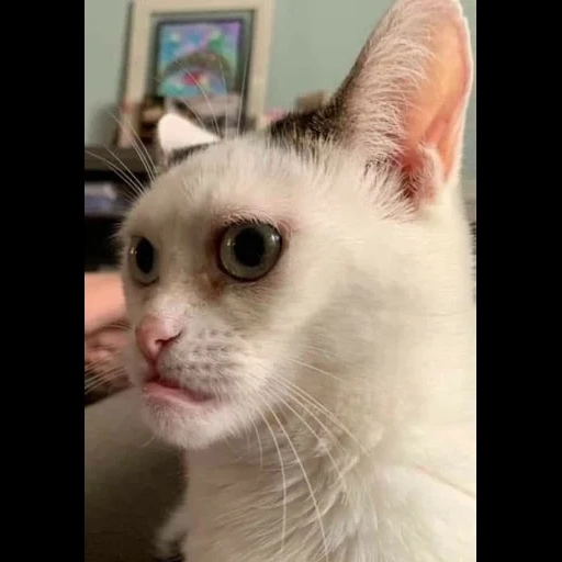 cat, cat, cat meme, meme cat, white cat