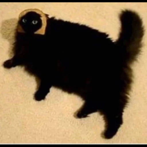 kucing, kucing hitam, kucing itu hitam, kucing hitam, kucing hitam yang keras kepala