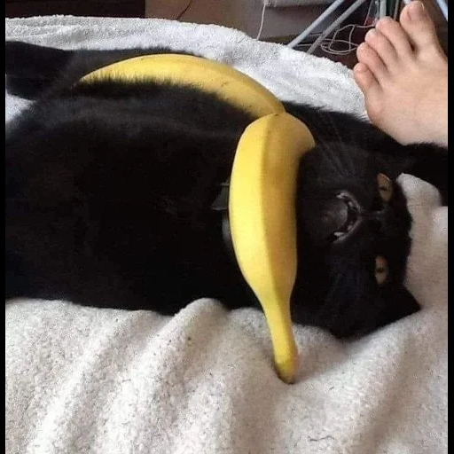кот, кот бананом, котик банане, смешная кошка, котики смешные