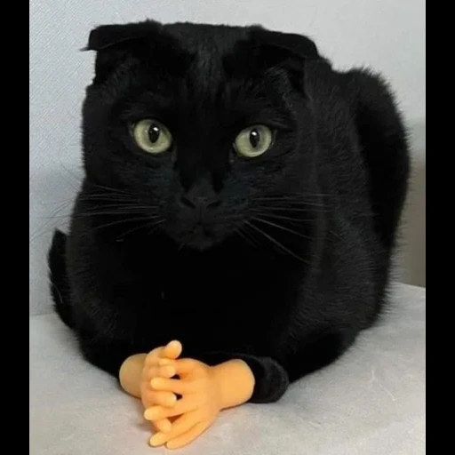 the black cat, the black cat, schottische fold schwarz, hängende ohren katze schwarz, britische katze mit hängenden ohren schwarz