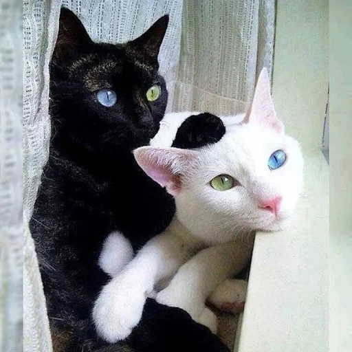chat, cat kao mani, un chat joyeux, chat blanc noir, animaux drôles
