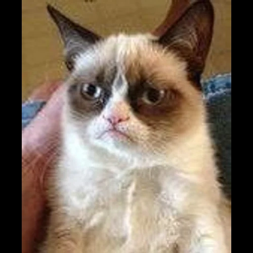 grumpy cat, gatto accigliato, gatto infelice, gatto insoddisfatto, insoddisfazione del gatto meme