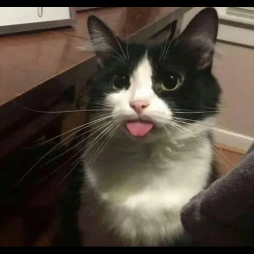 cat, cat, cat blep, a cat with its tongue sticking out, a cat with its tongue sticking out