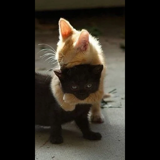 kätzchen und kätzchen, niedliche kätzchen, rote und schwarze katze, schwarz-rotes kätzchen, süß pussy ist lustig