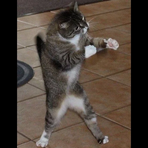 gato, cat, bailando gatos, baile gato, gato bailando