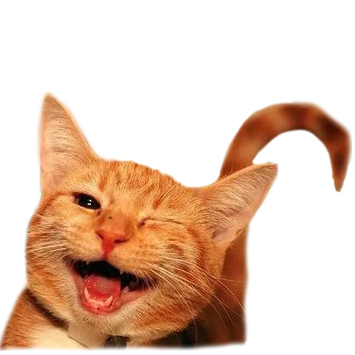 gato, o gato ri, o gato sorri, um gato alegre, gato sorridente