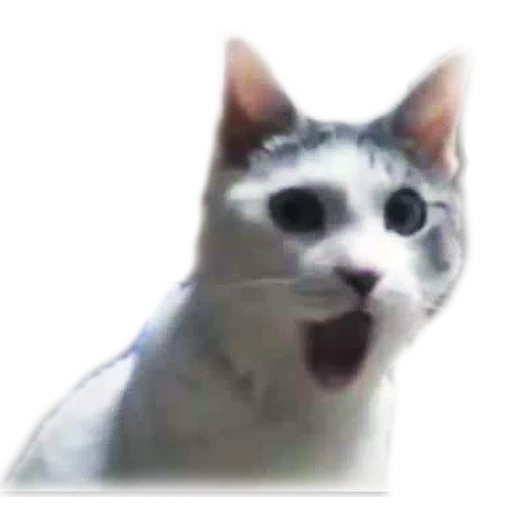 cat, кот, pog cat, удивленный кот мем, удивлённый белый кот мем