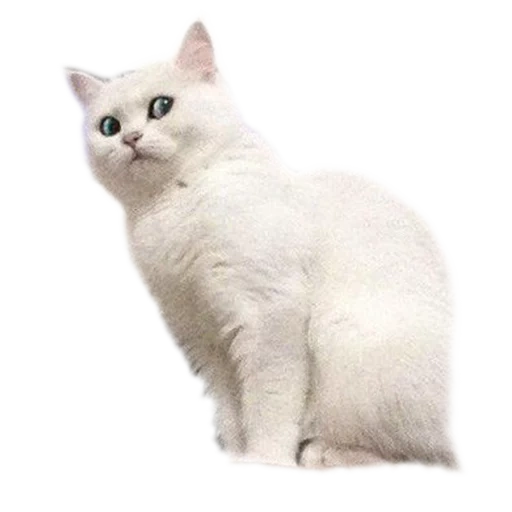 chat blanc, chaton blanc, chat de bermila, british shorthair, chat britannique à poil court