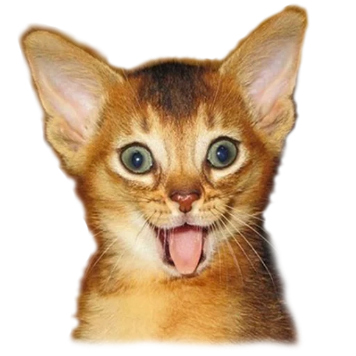 kucing abyssinian, breed abyssinian, anak kucing abyssinian, kucing abyssinian simba, kucing abyssinian hypoallergenic