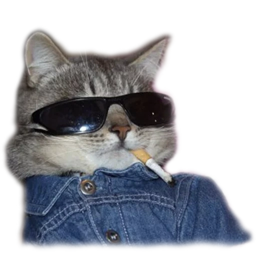 zhil, clana, desconhecido, o gato é um cigarro