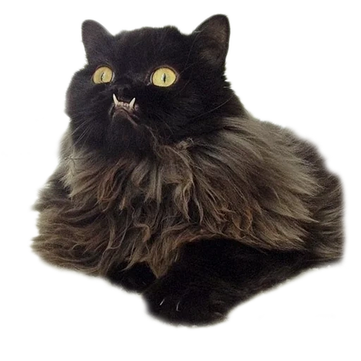 cat, black cat, the cat is black, fluffy black cat, cat princess monster truck