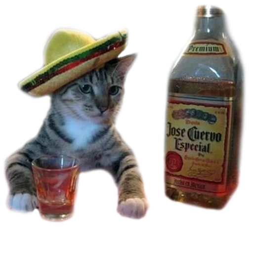 пьющий кот, кот текилой, кошка текила, кот мексиканец, текила мексиканская