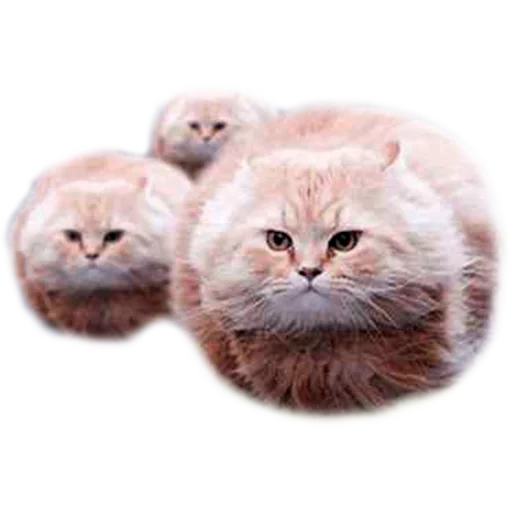 cat, cats, round cat, fluffy cats