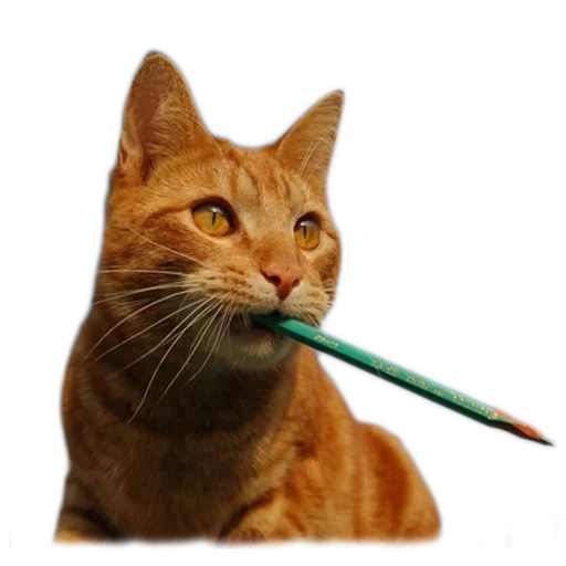 cat, cat, ginger cat, kitty with a tube, red haired oblique cat