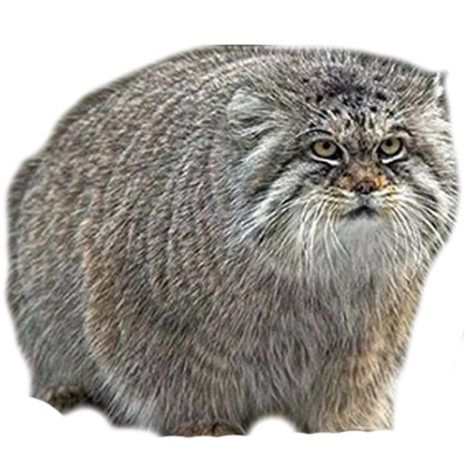 manul, cat manul, katzen manul, der tiermanul, kamyshka cat manul