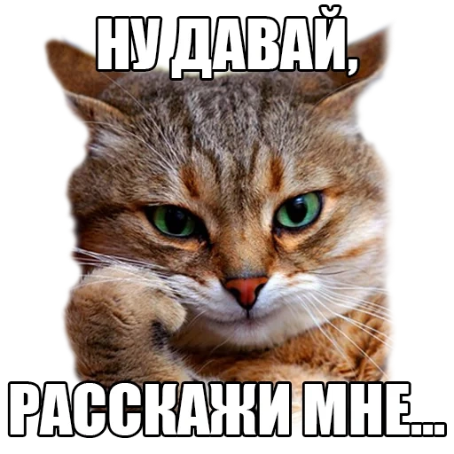 кот, коты, кошка, просто кот, задумчивая кошка