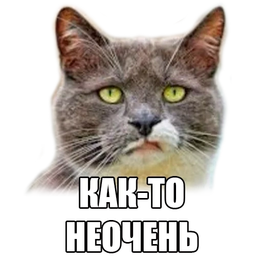 cat, kote, cat, cat mord, animal cats