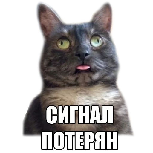 meme cat, the cat is a signal loss, the signal is lost by the meme, the signal is lost the cat, the cat signal is lost meme