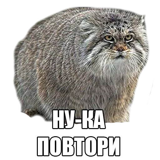 manul, cats manul, the animal manul, the steppe cat manul, kamyshka cat manul