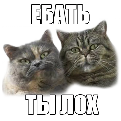 kucing, kucing, tikar kucing, kucing inggris, kucing inggris