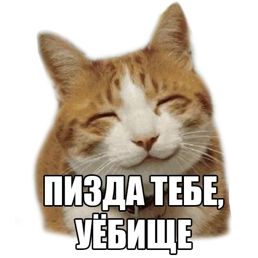 cats, the cat is funny, the meme is a cat to you, satisfied cat, the cats are funny