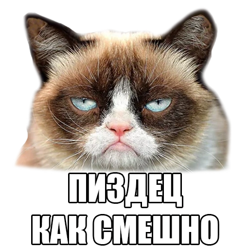cat, cats, cat meme, grumpy cat, dissatisfied cat