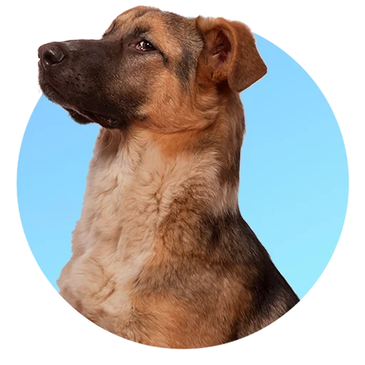 cão, dachshund, o cachorro é um animal, a raça do erudelter, erdel redline terrier