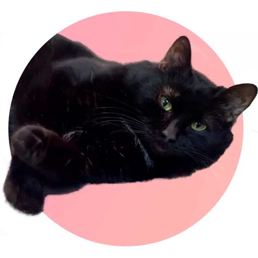 katzen, schwarzer kater, die katze ist schwarz, bombay cat, scottish gerade schwarz