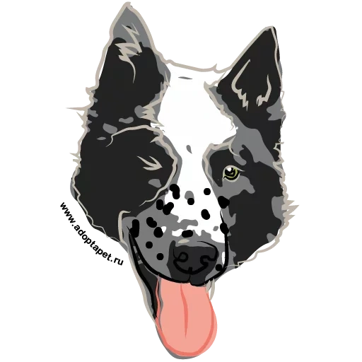 dog, portrait of the dog, dog dalmatin, board collie vector, poons of dogs of graphics