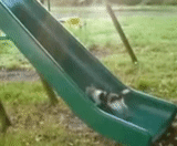 slide, katy perry, mill of kittens, cool gifs, jack russell gifka