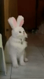 cat, rabbit, unexpectedly, funny bunnies, the rabbit is funny