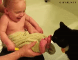 cat, baby, cat, the animals are cute, funny animals