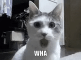 cat, cat shock, surprised cat, a surprised cat, surprised cat meme